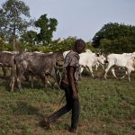 Togo : Le gouvernement lance le numéro vert 8424 pour une transhumance apaisée et encadrée