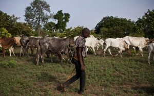 transhumance