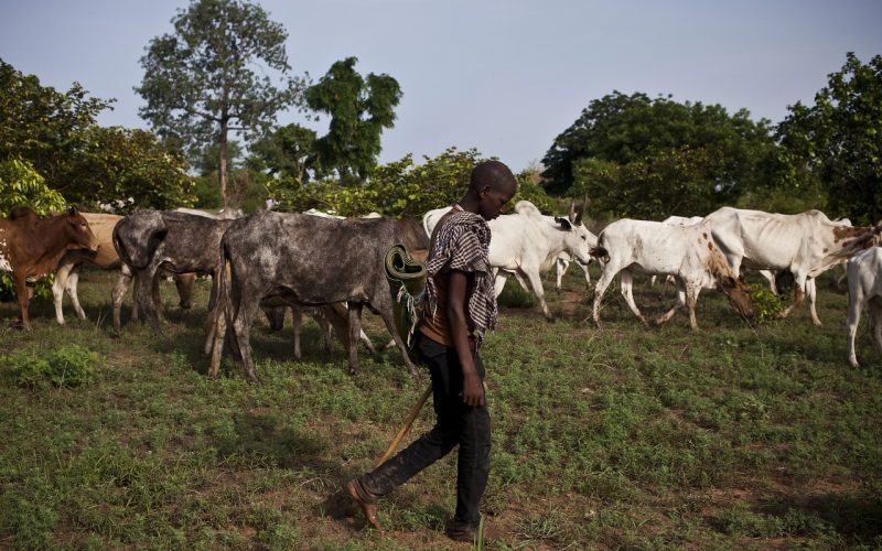 transhumance